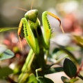 Praying Mantis (Mantis relgiosa) Leela Channer